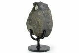 Hadrosaur (Hypacrosaurus) Vertebra with Stand - Montana #353421-1